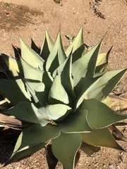Agave ovatifolia