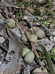 Eucalyptus planchoniana