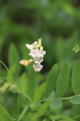 Lathyrus delnorticus