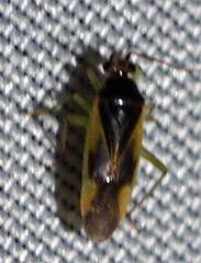 Orthotylus