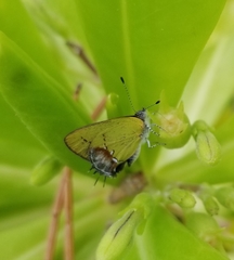 Chlorostrymon maesites