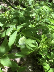 Hydrophyllum fendleri