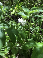 Hydrophyllum fendleri