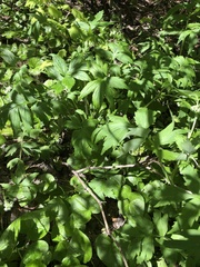 Hydrophyllum fendleri