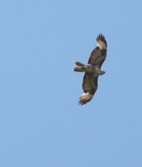 Buteo buteo