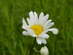 Leucanthemum vulgare