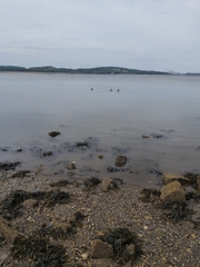 Somateria mollissima