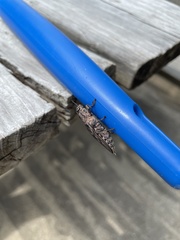 Chalcophora virginiensis