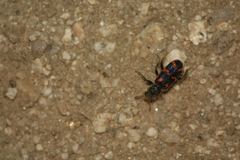 Trichodes leucopsideus