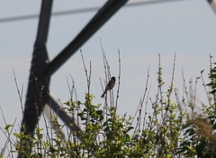 Emberiza schoeniclus