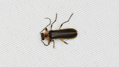 Podabrus basillaris