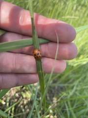 Chelymorpha cassidea