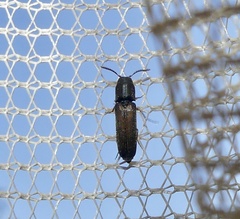Isorhipis obliqua