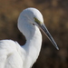 Western Little Egret - Photo (c) Gigi Laidler, some rights reserved (CC BY-NC), uploaded by Gigi Laidler