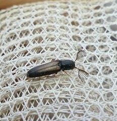 Isorhipis obliqua