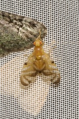 Myoleja lucida