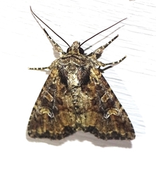 Mesapamea fractilinea