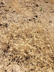 Eremopyrum orientale