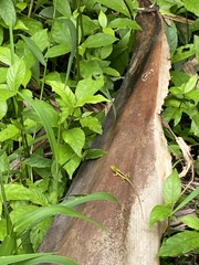 Anolis pulchellus