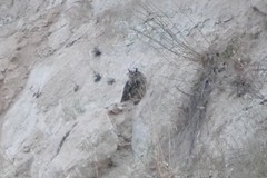 Bubo bubo