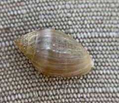 Melampus bidentatus