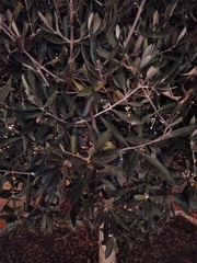 Olea europaea