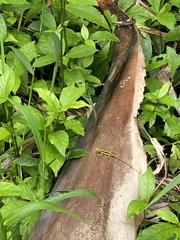 Anolis pulchellus