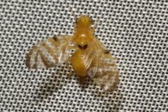 Myoleja lucida