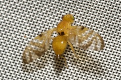 Myoleja lucida
