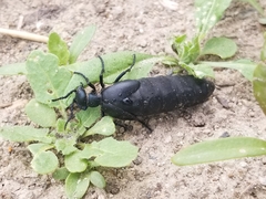 Meloe laevis