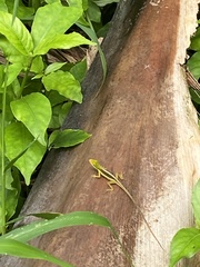 Anolis pulchellus