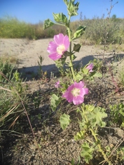 Malva lusitanica