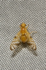Myoleja lucida