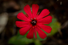 Silene serpentinicola