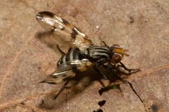 Otites ornata