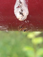 Neottiura bimaculata