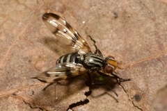 Otites ornata