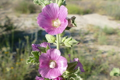 Malva lusitanica