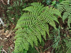 Dryopteris guanchica