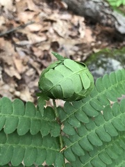 Herpetogramma theseusalis
