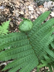 Herpetogramma theseusalis