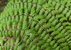 Dryopteris guanchica