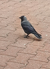 Corvus monedula