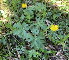 Ranunculus montanus