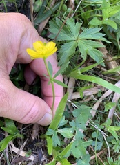 Ranunculus montanus