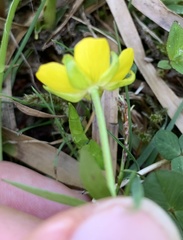 Ranunculus montanus