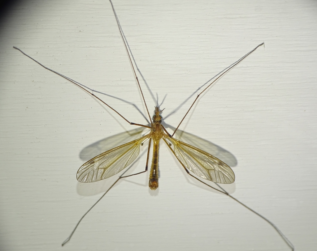 Tipula bicornis
