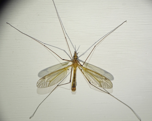 Tipula bicornis