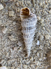 Cerithideopsis scalariformis