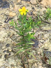 Hypericum sphaerocarpum